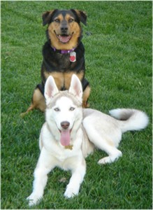 hudsonshuskies-takoma-kahlua-chaysinpup.jpg